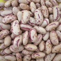 Red Speckled Kidney Beans, Packaging Type : 25/50kg pp bag