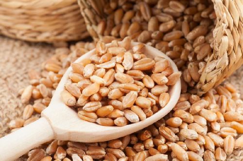 Wheat Feature : High In Protein, Good For Health