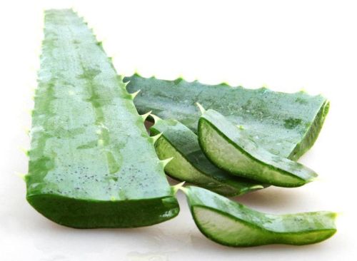 Fresh Aloe Vera Leaves