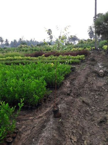 NEEM PLANTS