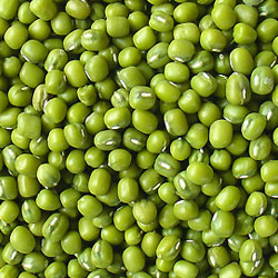 Natural Green Mung Beans, Size : 5 Mm, Packaging Type : PP Bag