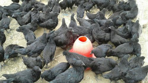 Live Kadaknath Chicks