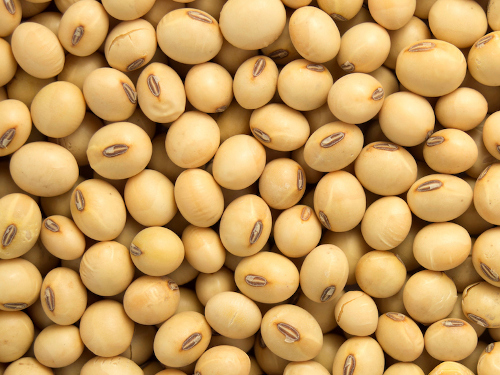 Organic soyabean, Packaging Type : PP Bags for Great source of protein