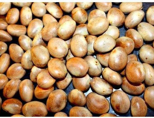 Jackfruit Seeds