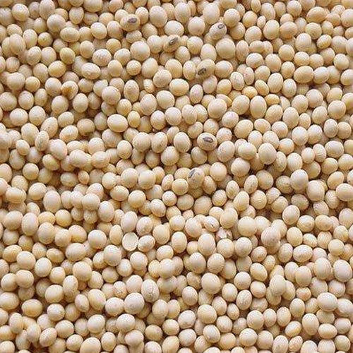 Organic Soybean Seeds