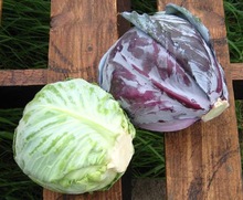 Common fresh cabbage