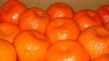 Common fresh mandarin orange