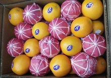 Common Fresh Valencia Orange, Certification : ISO 9001