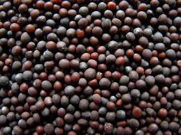 Black Mustard Seeds