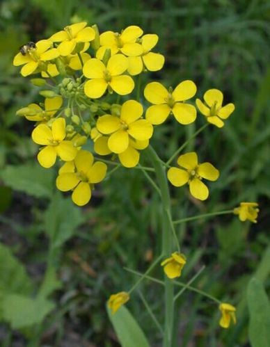 UNNAT SEEDS - Mustard Seeds