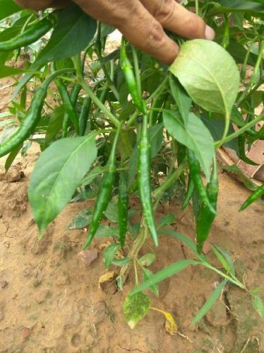 UNNAT SEEDS - Vegetable Seeds