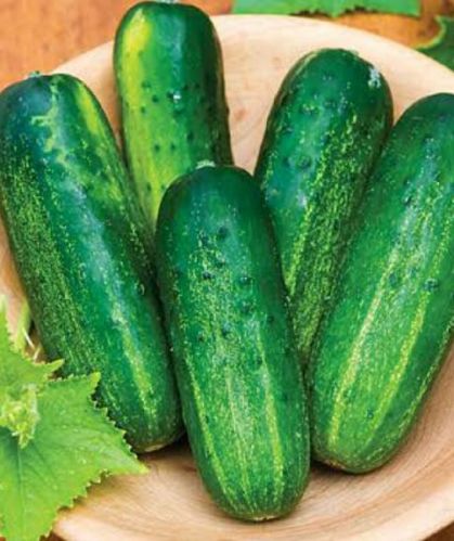 Fresh Cucumber,fresh Cucumber
