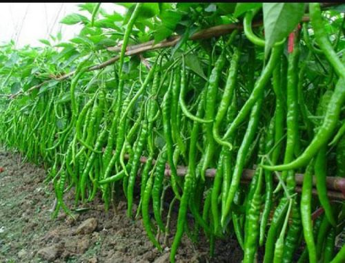 Fresh green chilli, Type : Fresh
