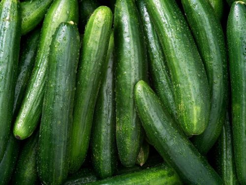 Organic Fresh Cucumber,fresh Cucumber, For Pesticide Free, Packaging Size : 5-20 Kg