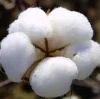 Raw cotton, Application : Filling Material