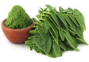 Dry Moringa Leaves