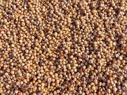 Quinoa grain