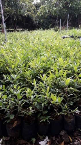 Pomegranate Plants, Variety : Super Bhagva ( Shiduri)