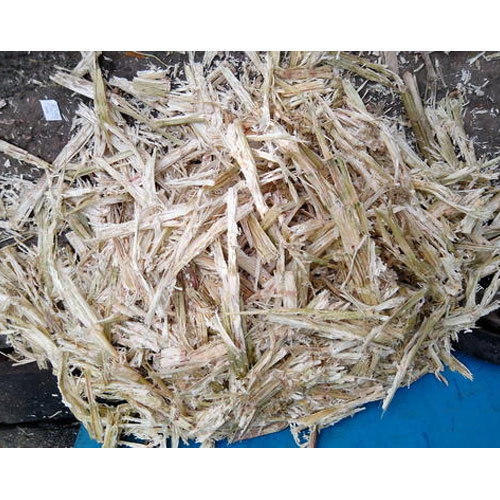 Belling Sugarcane Bagasse