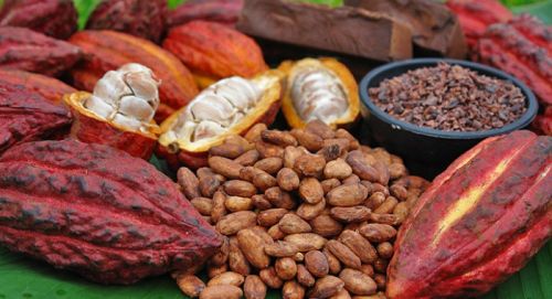 Dried Cocoa Beans
