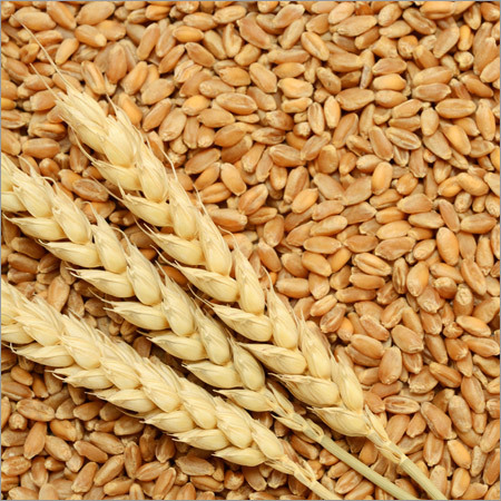 PBW-725 Wheat Seeds