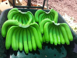 Fresh Green Cavendish Banana