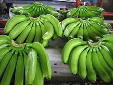 Common Fresh Green Cavendish Banana
