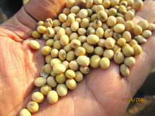 GMO Soybeans Seeds, Packaging Type : Bulk, Vacuum Pack