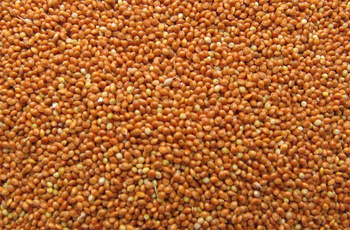 Yellow Millet
