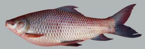 Rohu Fish