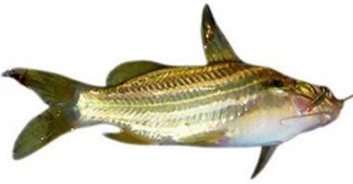 Tengra Fish