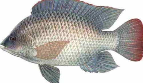 Tilapia Fish