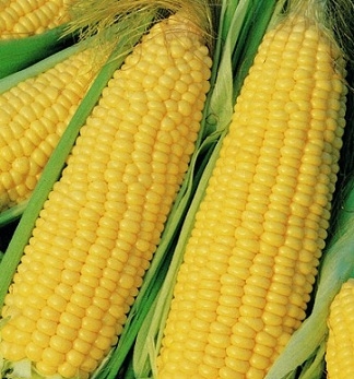 Yellow corn, Shelf Life : 6-12 Months