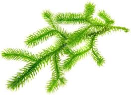 Lycopodium Clavatum