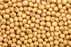 Organic Soybean Seeds, For Animal Feed, Cooking, Feature : High Nutritional Value, Low In Saturated Fat