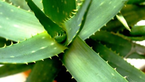 Aloe Vera Leaf