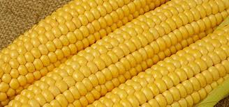 Yellow Corn