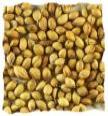 Coriander Seeds, Packaging Type : Packed In Plastic Bags