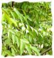 Fresh Curry Leaves