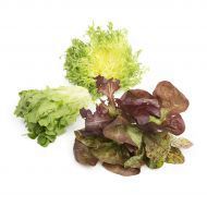 Organic Fresh Lettuce, For Pesticide Free, High Nutritive Value, Packaging Type : Plastic Packet, Plastic Bag