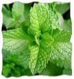 Fresh Mint Leaves