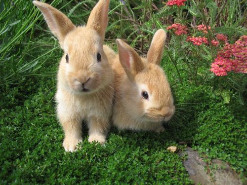 Rabbit Farming Services