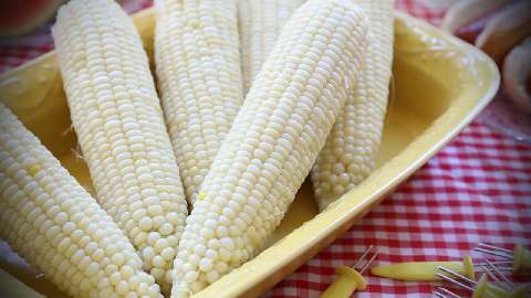 Farming White Corn Maizes