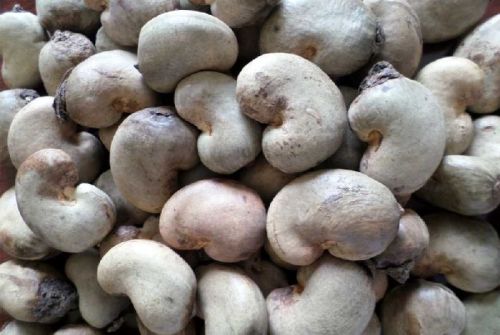 Raw Cashew Nuts, Float Rate : 18% max