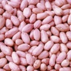 Groundnut Kernels