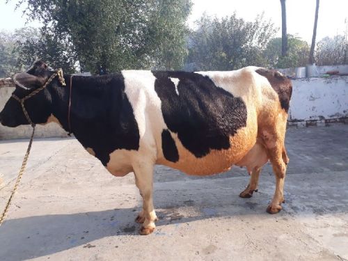 Live Holstein Friesian Cow