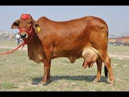 Live Sahiwal Cow