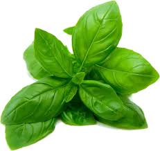 Italian Basil