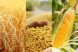 Food Grains