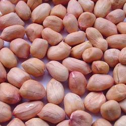 Organic Groundnut Kernels, For Cooking Use, Making Oil, Feature : Good For Health, Non Harmful, Optimum Quality